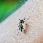 Scoperta una nuova specie di zanzara: ecco cosa sappiamo sulla “zanzara tropicale” in arrivo!