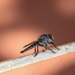 Allarme dengue ad Ibiza: le autorità sanitarie lanciano un avvertimento ai turisti